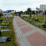 -Аллея тополей к 140-летию "БелГУ"- - ИА Бел.ру