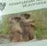 книга «Природный мир Белогорья» - Мир Белогорья