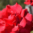 Афиша Белгорода и области 25-26 мая - Мир Белогорья