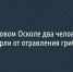 В Новом Осколе два человека умерли от отравления грибами - Fonar.Tv