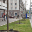 В центре Белгорода начали высаживать деревья - Администрация города