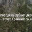 В Белгороде вырубают деревья, а в Орле — лечат. Сравниваем оба метода - Fonar.Tv