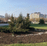 В центре Белгорода появился семиметровый дуб - Belnovosti.Ru