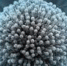 У индеек выявлен возбудитель аспергиллеза - ФГБУ Белгородская МВЛ