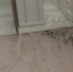 плесень - Мир Белогорья