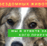 «Протяни рук лапам» - ЦБС г. Белгорода