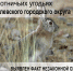 В охотничьих угодьях Яковлевского городского округа выявлен факт незаконной охоты - Управление экологического и охотничьего надзора