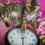 Кот: гороскоп - Vbelgorode.Com