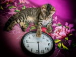 Кот: гороскоп