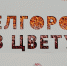 В городе состоялся фестиваль цветов и садов «Белгород в цвету» - Управление культуры