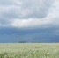Белгородские аграрии получат компенсации - Vbelgorode.Com