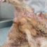 Специалисты Белгородской испытательной лаборатории помогли сотрудникам полиции установить  причину гибели  косуль - ФГБУ Белгородская МВЛ