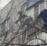 В Старом Осколе сотрудники МЧС спaсли кота, просидевшего сутки на высоком дереве - МЧС