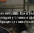 Не братья их меньшие. Как в Белгородской области расследуют уголовные дела за жестокое обращение с животными? - Fonar.Tv