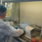 В свиных субпродуктах специалисты Белгородской испытательной лаборатории обнаружили сальмонеллу