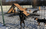 В Белгороде обустраивают приют для животных на ул. Коммунальной, 22