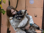 «Большие шалунишки». Как в Шебекино живут еноты Степанида и Семён - Изображение