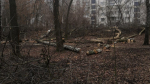 Белгородцы обеспокоены вырубками на Пушкинской аллее