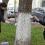 На улицах Белгорода провели первый масштабный субботник сезона - БелПресса