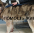 В Шебекинском районе местный житель выстрелил в собаку на автобусной остановке - Fonar.Tv