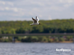 В Белгороде в тестовом режиме запустили водные экскурсии по Северскому Донцу - Изображение 1