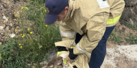 Сотрудники МЧС спасли косулю в Белгородском районе - Мир Белогорья