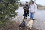 Волонтёры Добро.Центра НИУ «БелГУ» помогают социализировать животных