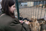 Волонтёры Добро.Центра НИУ «БелГУ» помогают социализировать животных