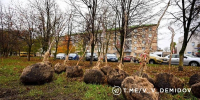 1100 деревьев и 7000 кустарников будут высажены на проспекте Богдана Хмельницкого в Белгороде - Сетевое издание Знамя 31