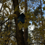 skvorechnik.jpg