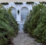 Цена живой ели в Белгородской области будет начинаться от 700 рублей за метр - Мир Белогорья