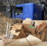 В Белгороде коммунальная спецтехника в новогодние праздники будет работать по обычному графику - Belnovosti.Ru