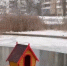 У лебедя, который зимует на белгородской Везёлке, появился собственный тёплый дом - Belnovosti.Ru