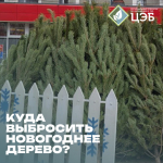 Центр экологической безопасности рассказывает куда выбрасывать новогодние ёлки.