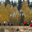 Белгородская область перевыполнила план лесовосстановления в шесть раз - Мир Белогорья
