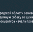 В Белгородской области заживо сожгли бездомную собаку со щенками — прокуратура начала проверку - Fonar.Tv
