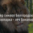 Умер символ Белгородского зоопарка — лев Бонапарт - Fonar.Tv