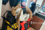 Вчера в Белгороде в районе моста по ул. Костюкова спасли лебедя