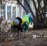 В Белгороде начались сезонные работы по благоустройству цветочных клумб - Belnovosti.Ru