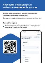 На портале «Госуслуги» можно уведомить о безнадзорном животном - Изображение 1