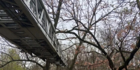 Сотрудники МЧС сняли кота с высокого дерева в Белгороде - Сетевое издание Знамя 31