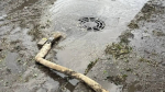 В Белгороде устраняют последствия сильной грозы