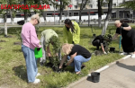 В Белгороде у стен драматического театра появилась рябиновая аллея