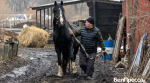Любовь навсегда. Почему житель Ракитянского округа так привязан к орловским рысакам