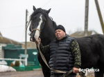 Любовь навсегда. Почему житель Ракитянского округа так привязан к орловским рысакам - Изображение