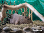 Зверополис в Сосновке. Как животные белгородского зоопарка живут под обстрелами - Изображение 3