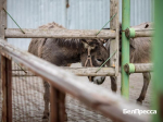 Ресурс для родителей. В Белгородском округе запустили проект семейной реабилитации - Изображение