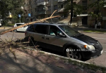 В Белгороде дерево упало на легковушку