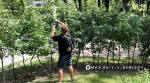 В саду Философов парка Ленина в Белгороде ведут формовочную обрезку кустарников-лабиринтов