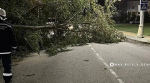 В Белгороде убирают деревья, упавшие на проезжую часть из‑за сильного ветра